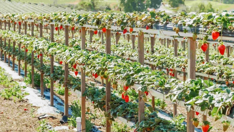 Bodemvochtsensor voor de teelt van zachtfruit