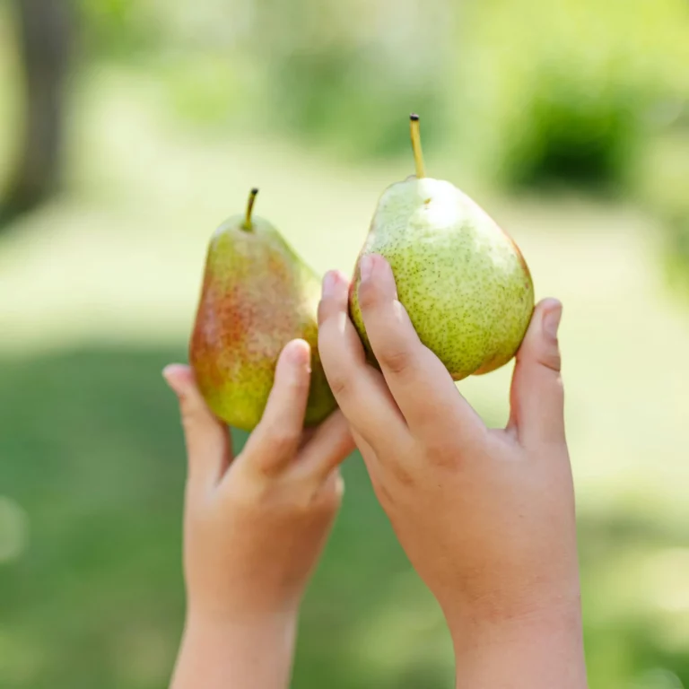 Peren aan de boom, klaar voor de oogst
