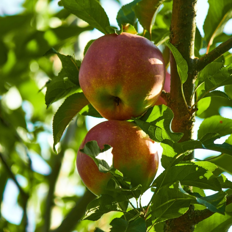 Appelboom met vruchten in een boomgaard
