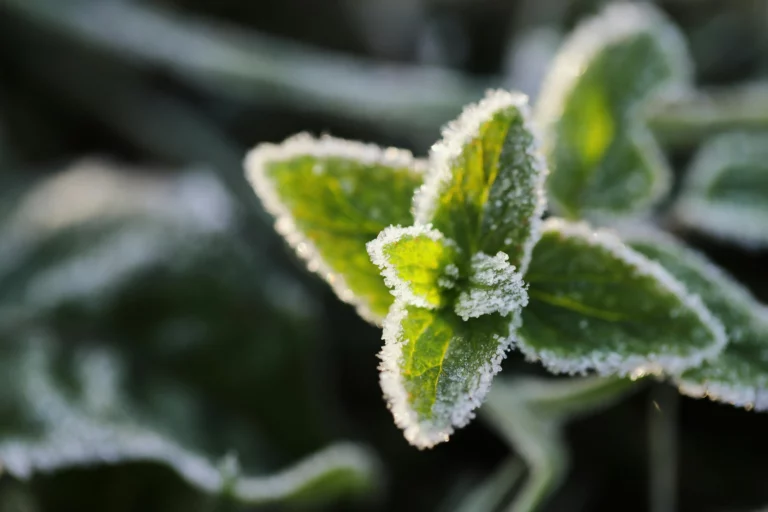wanneer nachtvorst voorbij, nachtvorst voorspelling, nachtvorstbestrijding fruitteelt, nachtvorst fruitteelt, vorstverwachting, vorstwaarschuwing, droge bol temperatuur