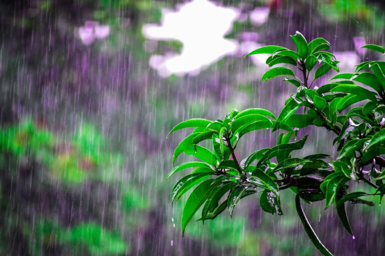 Neerslag, regen, boom, regenmeter,