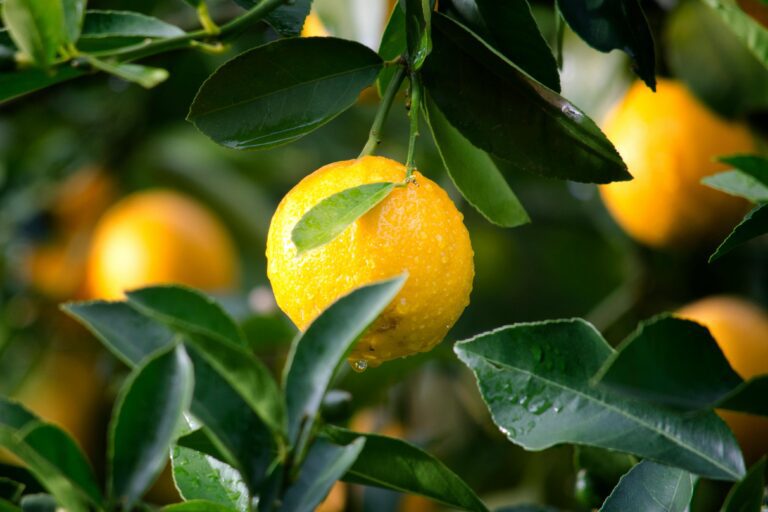 regenmeting, schimmelziekten, fruitbomen