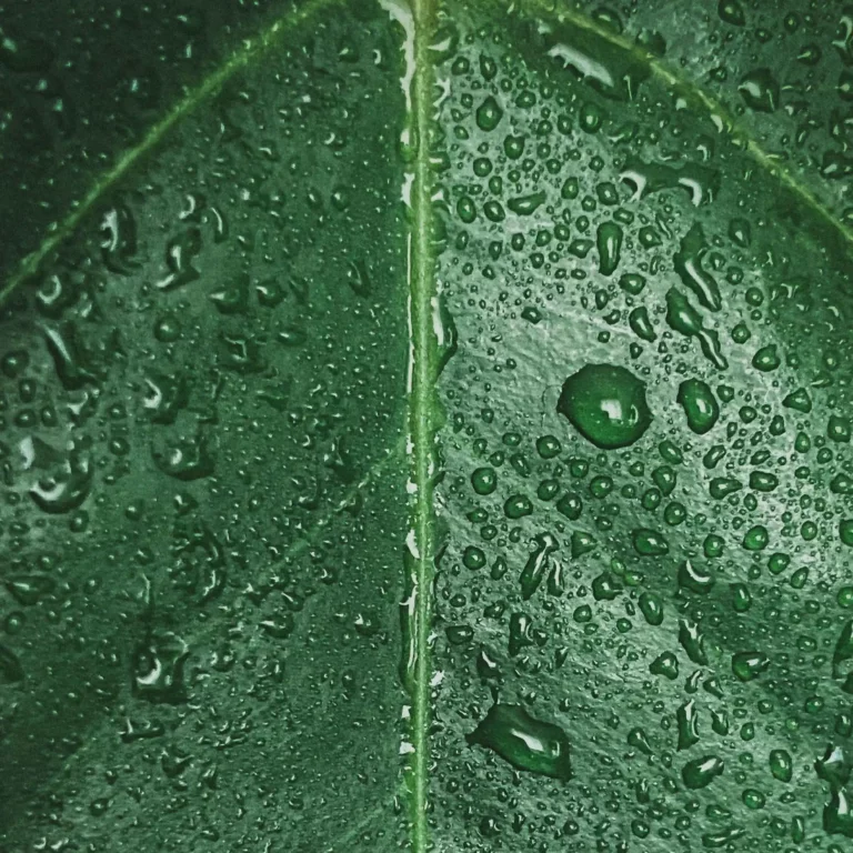 vochtigheidsmeter planten, planten vochtigheidsmeter, meten bladwaterstress