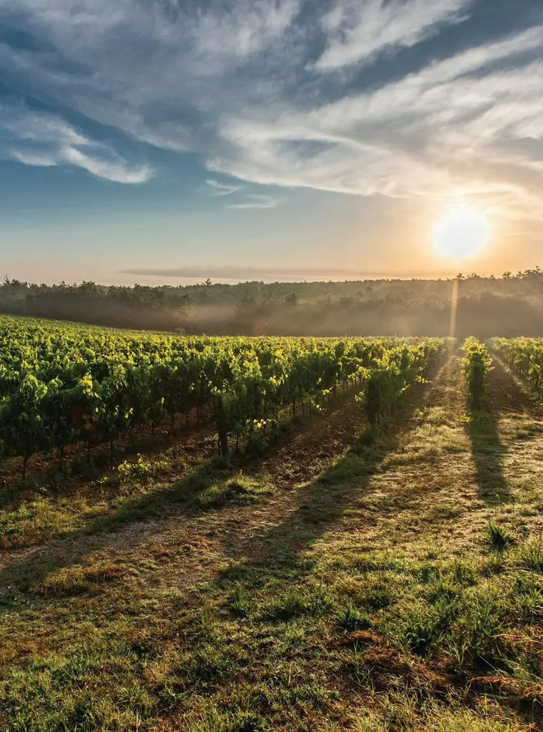 Boomgaard bij zonsopkomst: perceel dat FieldGuard met meetstations monitort
